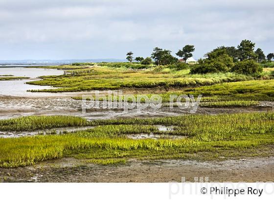 SENTIER DU LITTORAL ,  BAIE DE LANTON, COMMUNE DE  LANTON, BASSIN D' ARCACHON, GIRONDE. (33F33409.jpg)