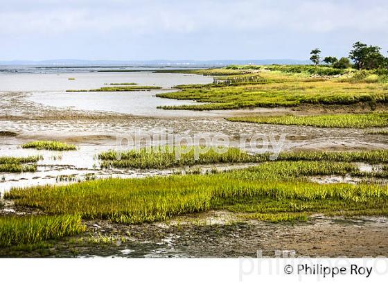 SENTIER DU LITTORAL ,  BAIE DE LANTON, COMMUNE DE  LANTON, BASSIN D' ARCACHON, GIRONDE. (33F33410.jpg)