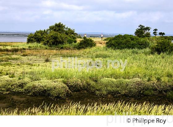 SENTIER DU LITTORAL ,  BAIE DE LANTON, COMMUNE DE  LANTON, BASSIN D' ARCACHON, GIRONDE. (33F33412.jpg)