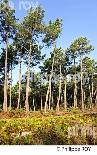 FORET LANDAISE A L' AUTOMNE, COMMUNE DE  LANTON, BASSIN D' ARCACHON, GIRONDE. (33F33422.jpg)