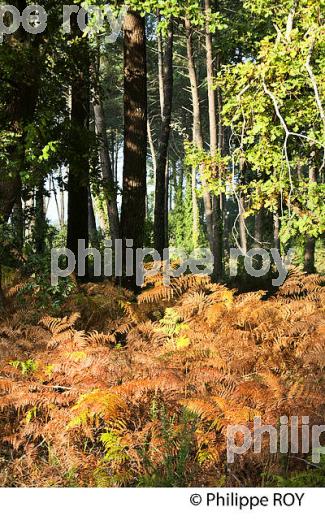 FORET LANDAISE A L' AUTOMNE, COMMUNE DE  LANTON, BASSIN D' ARCACHON, GIRONDE. (33F33423.jpg)