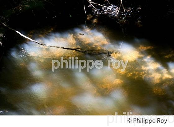 BRAS DE L' EYRE,  DELTA DE LA LEYRE, LE TEICH , BASSIN D' ARCACHON, GIRONDE. (33F33431.jpg)