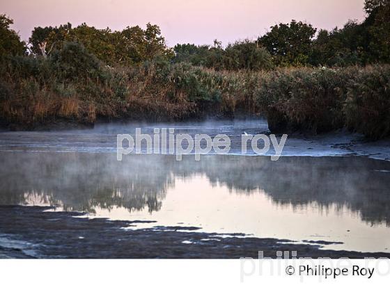 BRAS DE L' EYRE,  DELTA DE LA LEYRE, LE TEICH , BASSIN D' ARCACHON, GIRONDE. (33F33439.jpg)