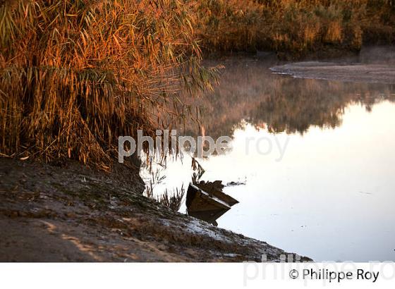 BRAS DE L' EYRE,  DELTA DE LA LEYRE, LE TEICH , BASSIN D' ARCACHON, GIRONDE. (33F33501.jpg)