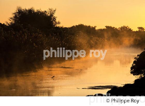 BRAS DE L' EYRE,  DELTA DE LA LEYRE, LE TEICH , BASSIN D' ARCACHON, GIRONDE. (33F33502.jpg)