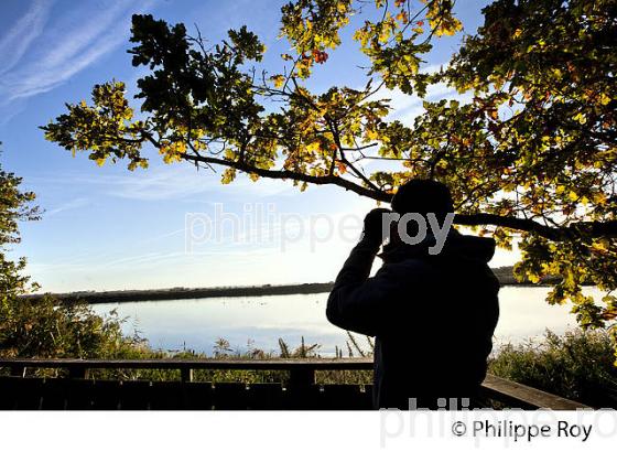 OBSERVATION DES OISEAUX, RESERVE ORNITHOLOGIQUE DU TEICH, , BASSIN D' ARCACHON, GIRONDE. (33F33512.jpg)