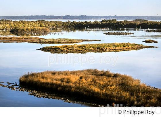 RESERVE ORNITHOLOGIQUE DU TEICH, , BASSIN D' ARCACHON, GIRONDE. (33F33519.jpg)