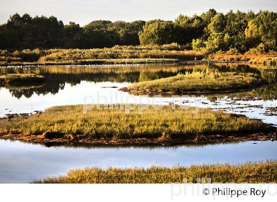 RESERVE ORNITHOLOGIQUE DU TEICH, , BASSIN D' ARCACHON, GIRONDE. (33F33521.jpg)