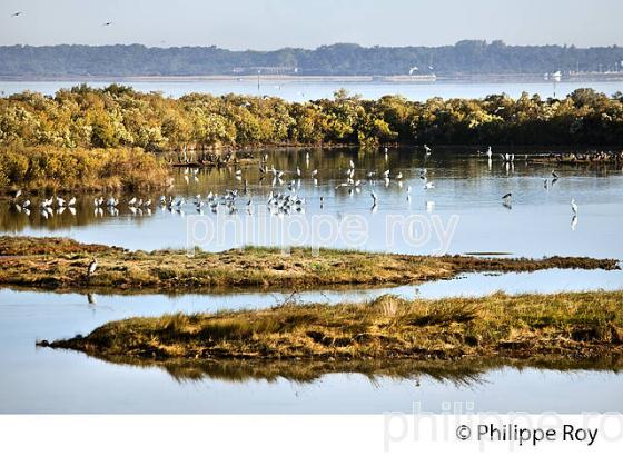 SPATULE, BASSIN DE LA RESERVE ORNITHOLOGIQUE DU TEICH, , BASSIN D' ARCACHON, GIRONDE. (33F33522.jpg)