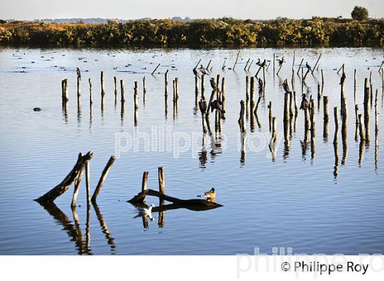 CORMORAN, BASSIN DE LA RESERVE ORNITHOLOGIQUE DU TEICH, , BASSIN D' ARCACHON, GIRONDE. (33F33536.jpg)