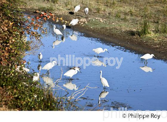 AIGRETTE GARZETTE, RESERVE ORNITHOLOGIQUE DU TEICH, , BASSIN D' ARCACHON, GIRONDE. (33F33538.jpg)