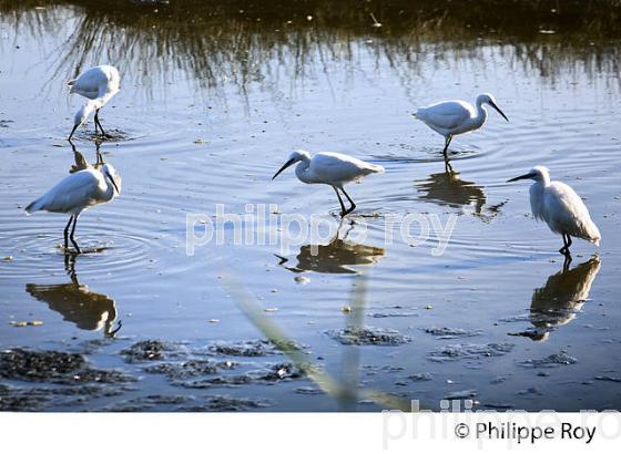 AIGRETTE GARZETTE, RESERVE ORNITHOLOGIQUE DU TEICH, , BASSIN D' ARCACHON, GIRONDE. (33F33601.jpg)