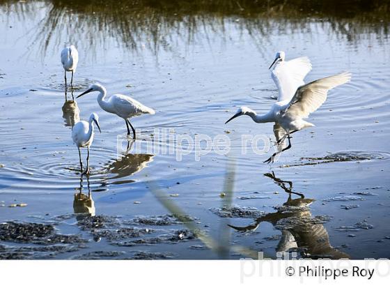 AIGRETTE GARZETTE, RESERVE ORNITHOLOGIQUE DU TEICH, , BASSIN D' ARCACHON, GIRONDE. (33F33603.jpg)