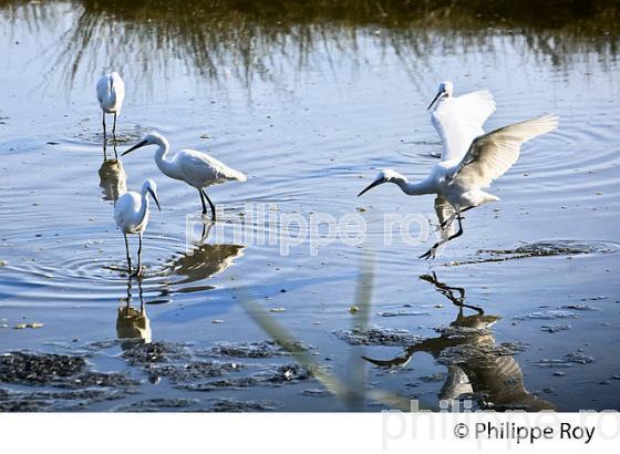 AIGRETTE GARZETTE, RESERVE ORNITHOLOGIQUE DU TEICH, , BASSIN D' ARCACHON, GIRONDE. (33F33603.jpg)