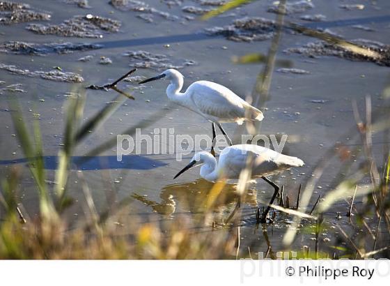 AIGRETTE GARZETTE, RESERVE ORNITHOLOGIQUE DU TEICH, , BASSIN D' ARCACHON, GIRONDE. (33F33604.jpg)