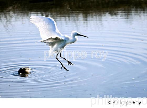 AIGRETTE GARZETTE, RESERVE ORNITHOLOGIQUE DU TEICH, , BASSIN D' ARCACHON, GIRONDE. (33F33605.jpg)