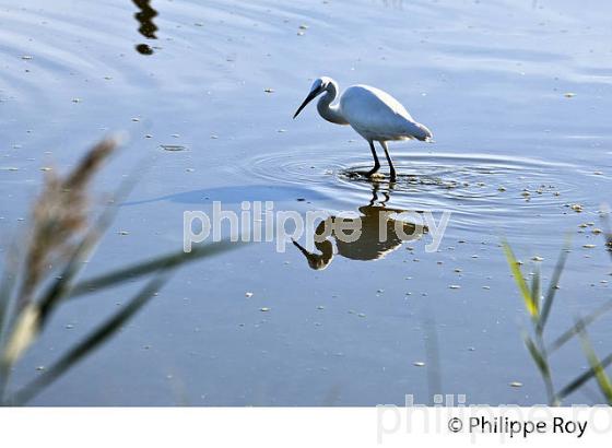 AIGRETTE GARZETTE, RESERVE ORNITHOLOGIQUE DU TEICH, , BASSIN D' ARCACHON, GIRONDE. (33F33607.jpg)