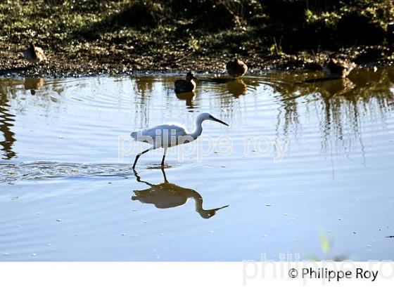 AIGRETTE GARZETTE, RESERVE ORNITHOLOGIQUE DU TEICH, , BASSIN D' ARCACHON, GIRONDE. (33F33610.jpg)