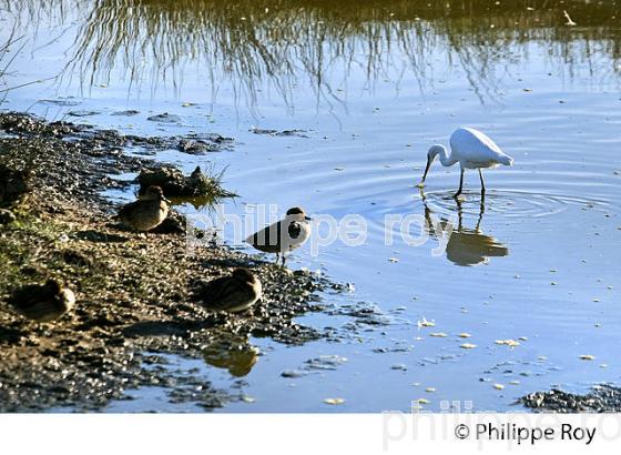 AIGRETTE GARZETTE, RESERVE ORNITHOLOGIQUE DU TEICH, , BASSIN D' ARCACHON, GIRONDE. (33F33611.jpg)