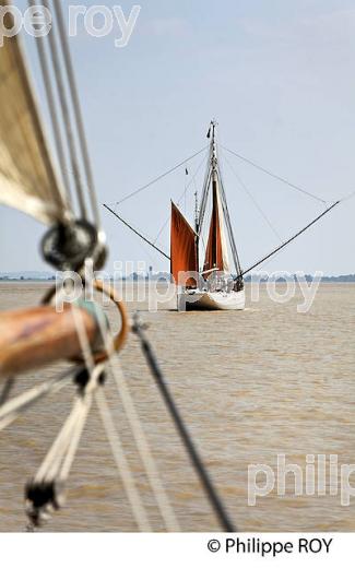 LE BICHE, ANCIEN THONIER, A LA VOILE, ESTUAIRE DE LA GIRONDE. (33F34322.jpg)