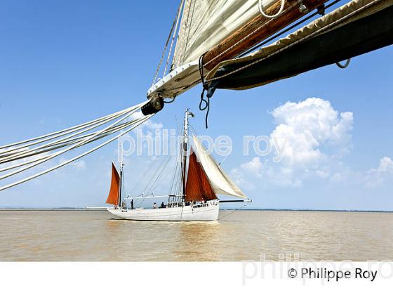 LE BICHE, ANCIEN THONIER, A LA VOILE, ESTUAIRE DE LA GIRONDE. (33F34325.jpg)