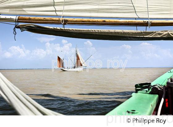 LE BICHE, ANCIEN THONIER, A LA VOILE, ESTUAIRE DE LA GIRONDE. (33F34331.jpg)