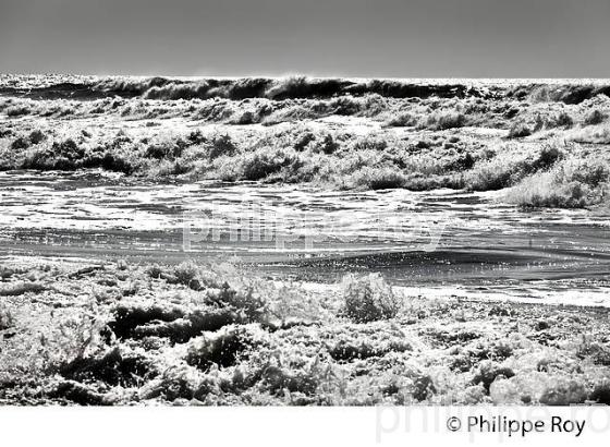 HOULE SUR LA COTE ATLANTIQUE,  PLAGE D' OURTIN, MEDOC, GIRONDE. (33F34607.jpg)