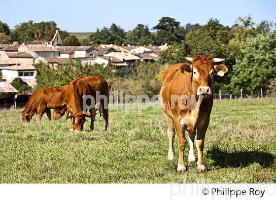 VACHE LIMOUSINE ET VILLAGE MEDIEVAL DE CASTELMORON D'ALBRET, ENTRE DEUX MERS, GIRONDE. (33F35018.jpg)