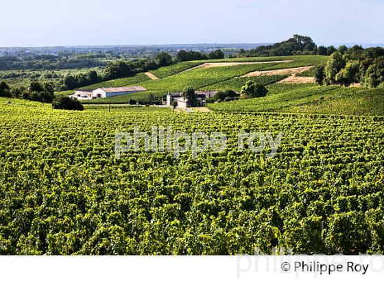 VIGNES, VILLAGE VITCOLE DE SAILLANS, AOC FRONSAC, VIGNOBLE DE BORDEAUX, GIRONDE. (33F35420.jpg)