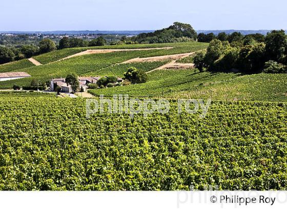 VIGNES, VILLAGE VITCOLE DE SAILLANS, AOC FRONSAC, VIGNOBLE DE BORDEAUX, GIRONDE. (33F35422.jpg)