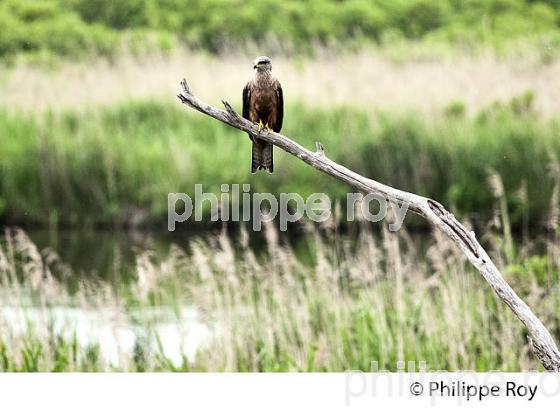 PARC ORNITHOLOGIQUE DU TEICH, BASSIN D' ARCACHON, GIRONDE. (33F35507.jpg)