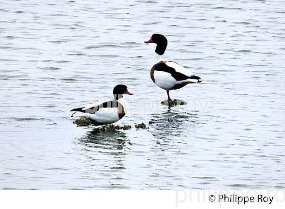 PARC ORNITHOLOGIQUE DU TEICH, BASSIN D' ARCACHON, GIRONDE. (33F35512.jpg)