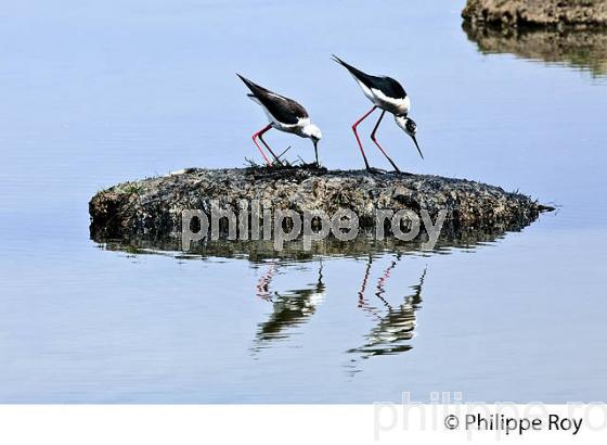 PARC ORNITHOLOGIQUE DU TEICH, BASSIN D' ARCACHON, GIRONDE. (33F35515.jpg)