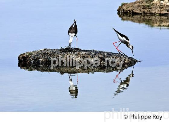 PARC ORNITHOLOGIQUE DU TEICH, BASSIN D' ARCACHON, GIRONDE. (33F35516.jpg)