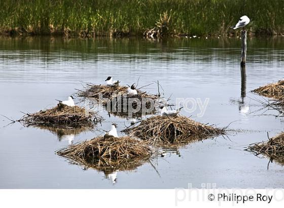 PARC ORNITHOLOGIQUE DU TEICH, BASSIN D' ARCACHON, GIRONDE. (33F35521.jpg)