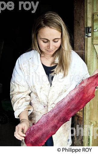 TANNERIE DE PEAUX DE POISSON , FEMER, BASSIN D' ARCACHON, GIRONDE. (33F35604.jpg)