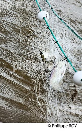 PECHEUR SUR LA GARONNE, PORT DE VILLE DE BORDEAUX, GIRONDE. (33F35630.jpg)