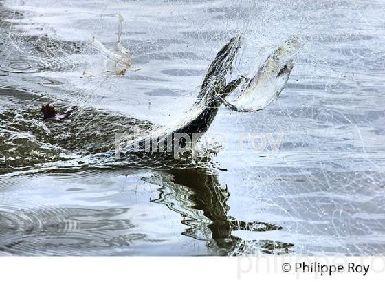 PECHEUR SUR LA GARONNE, PORT DE VILLE DE BORDEAUX, GIRONDE. (33F35633.jpg)