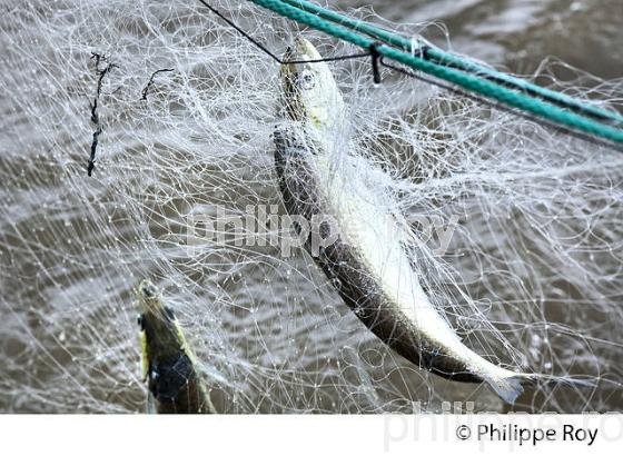 PECHEUR SUR LA GARONNE, PORT DE VILLE DE BORDEAUX, GIRONDE. (33F35635.jpg)