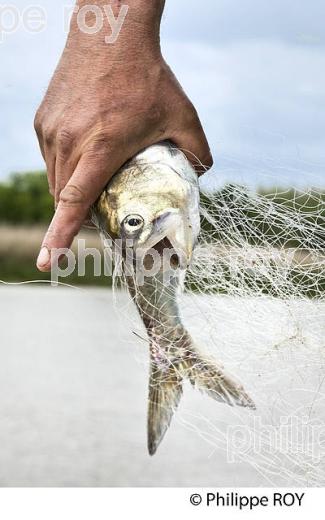 PECHEUR SUR LA GARONNE, PORT DE VILLE DE BORDEAUX, GIRONDE. (33F35702.jpg)