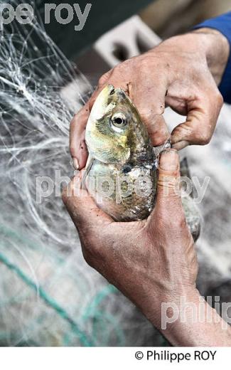 PECHEUR SUR LA GARONNE, PORT DE VILLE DE BORDEAUX, GIRONDE. (33F35705.jpg)