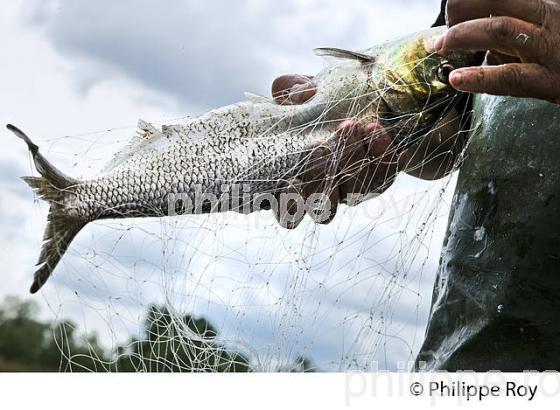 PECHEUR SUR LA GARONNE, PORT DE VILLE DE BORDEAUX, GIRONDE. (33F35707.jpg)
