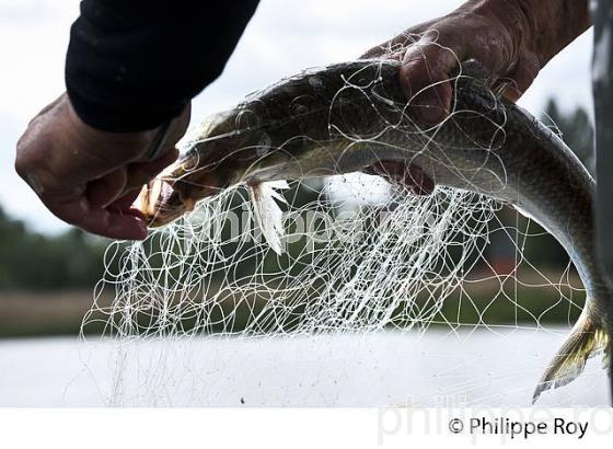 PECHEUR SUR LA GARONNE, PORT DE VILLE DE BORDEAUX, GIRONDE. (33F35708.jpg)