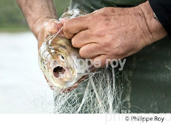 PECHEUR SUR LA GARONNE, PORT DE VILLE DE BORDEAUX, GIRONDE. (33F35712.jpg)