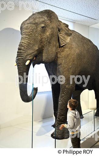 LE MUSEUM, JARDIN PUBLIC , VILLE DE BORDEAUX, GIRONDE. (33F36232.jpg)