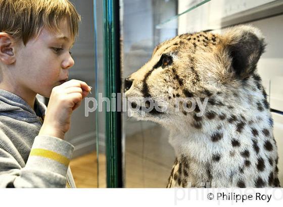 LE MUSEUM, JARDIN PUBLIC , VILLE DE BORDEAUX, GIRONDE. (33F36239.jpg)