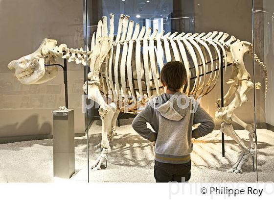 LE MUSEUM, JARDIN PUBLIC , VILLE DE BORDEAUX, GIRONDE. (33F36240.jpg)