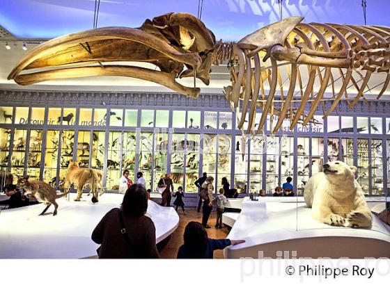 LE MUSEUM, JARDIN PUBLIC , VILLE DE BORDEAUX, GIRONDE. (33F36302.jpg)