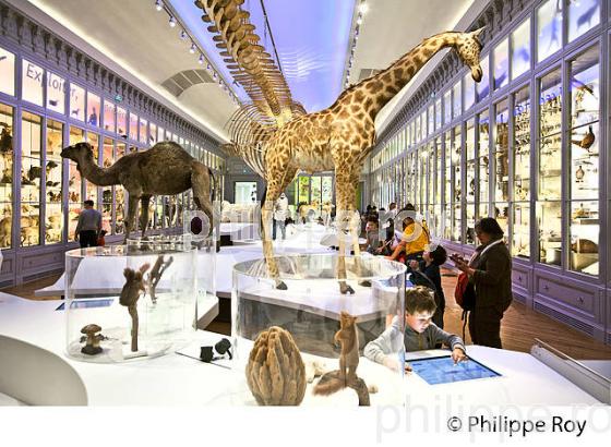 LE MUSEUM, JARDIN PUBLIC , VILLE DE BORDEAUX, GIRONDE. (33F36303.jpg)