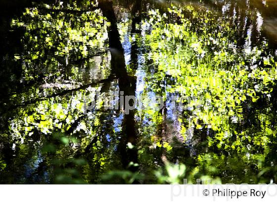 LE CIRON  ROUTE DES VINS DE  GRAVES ET SAUTERNES, GIRONDE. (33F36721.jpg)